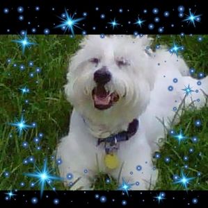 Meet your Posher, Carman